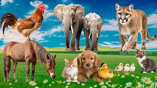 Amazing Sounds of Familiar Animals: Elephant, Rooster, Horse, Cougar & Chick | Lovely Animal Sounds