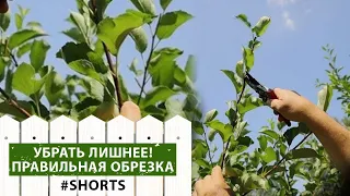 Чтобы перепрививка дала результат! Как формировать деревья правильно? #shorts