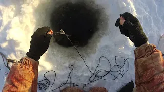 Проверка перемётов на Оби. Скромный улов.