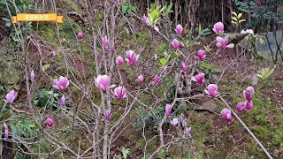 淡水楓樹湖 木蓮花