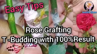 How to Graft Rose plant / Bud Grafting /Easy Rose Grafting method with 100% Success Rate