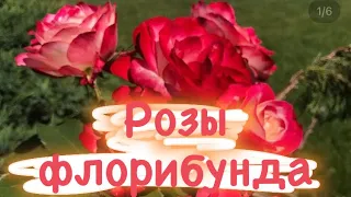 Розы флорибунда 🌹 Лучшее украшение сада! 💯