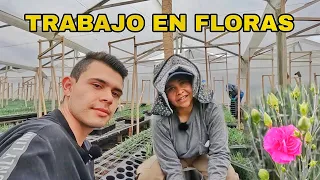 Así se trabaja en un CULTIVO de FLORES en Colombia