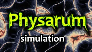 Physarum simulation. Эксперименты с алгоритмом