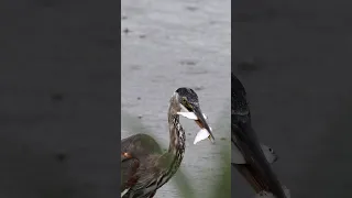 Heron catches 2 fish 🐟  at once !!! #shorts #wildlife #birds #viral #canonr3 #fishing #shortsvideo