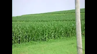 bigfoot caught in Iowa corn field