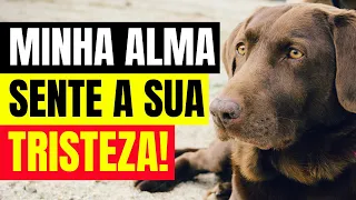 A ALMA DO ANIMAL SENTE A TRISTEZA DO DONO APÓS A MORTE? | A Espiritualidade dos Animais