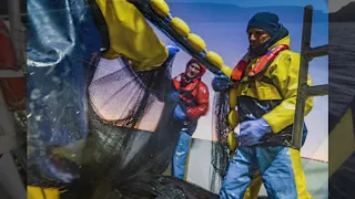 21 tons of Cornish sardines aboard the ring-netter Golden Harvest