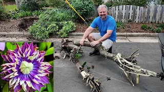 When to Say Goodbye, A New Rare Evergreen Maple, Amazing Clematis