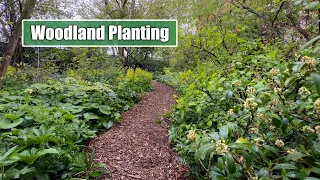 Tips and Tricks for Woodland Planting | My Favourite Perennials for Woodland Style & Conditions