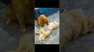 golden retriever taking care of pregnant wife | cute dog | puppies