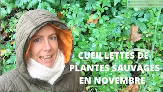 Cueillettes de plantes sauvages en novembre