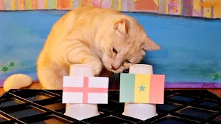 England Vs Senegal - Animals World Cup 2022 Prediction