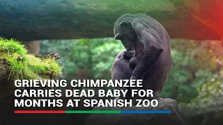 Grieving chimpanzee carries dead baby for months at Spanish zoo