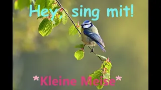 🎵🤍🐦👀"Kleine Meise" - Kinder- u. Volkslieder + Liedtext. Notenlink ↓Info-Box"