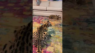 Serval vs Caracal Serval Hybrid kitten - Boys will be boys #cat #cats #kitten #floppa #sogga