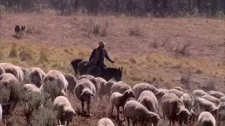 Montana Sheep Drive - America's Heartland