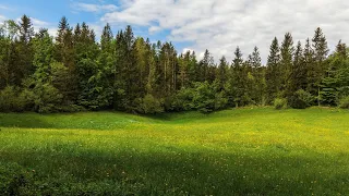 Четверг, Западноевропейская сказка "Пейзаж, нарисованный мятой". Сказкотерапия.