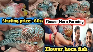 All Types Flower Horn Fishes Breeder & Seller in Westbengal | Flower Horn Fish farming