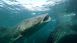 Dancing with Whale Sharks