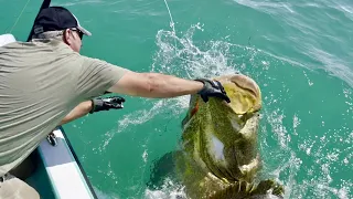 PROHIBITED Goliath Grouper Harvest! Catch/Clean/Cook