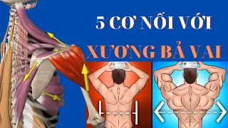 Tập lưng xô cần biết 5 cơ nối với xương bả vai