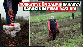 Tadıyla Damakları Şenlendiren Coğrafi İşaretli Balkabağının Tohumu Toprakla Buluştu