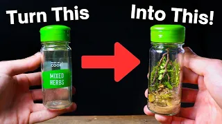 Turning a Spice Jar Into a Mini Paludarium! Step-by-Step Guide