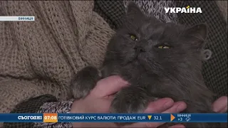 Найкультурніший кіт України живе у Вінниці