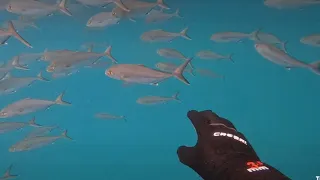 Chasse sous marine , énorme banc de sériole (limon) / Spearfishing shoal of fish amberjack