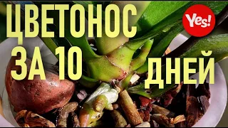 РУССКИЙ ЖЕНЬШЕНЬ, ИЛИ НЕПРОСТЫЕ СЕКРЕТЫ ПРОСТОГО ЛОПУХА! ВЫМАНИТЬ ЦВЕТОНОС У ОРХИДЕИ ЗА 10 ДНЕЙ!