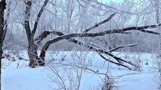 falling snow - relaxing snowfall: beautiful falling snow - the best relax music