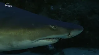 Какие органы чувств используют ночью при охоте обыкновенные песчаные акулы (Carcharias taurus) ?