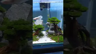 Aquascape tema bonsai tank 40x20