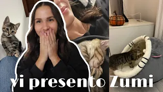 VLOG / Emozioni contrastanti, vi presento Zumi & haul per la mia gattina!😻