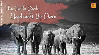 The Gentle Giants: Elephants Up Close