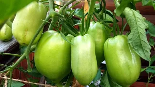 Популярный гибрид «Корнабель», как изменилась форма плодов из семян четвертого поколения