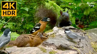 Cat TV for Cats to Watch 😺 Pretty birds, chipmunks, squirrels in the forest 🐦🐿 8 Hours(4K HDR)