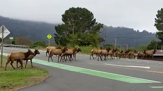 Elk Herd Crossing Orick CA October 2022