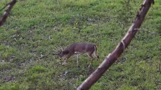 Bow Hunt, Early November Pre-Rut: Buck Down!