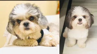 A beautiful haircut shih tzu - How to groom shih tzu || Best Haircut For Shih tzu dogs