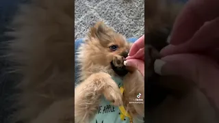 Sweet little thing! Look at those little toe beans! #floof #pomeranian #pomeranianpuppy