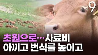 암소 200마리가 '우르르'…대관령 푸른 초원으로 나온 혈통 한우