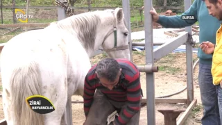 Zirai Hayvancılık-Atlara  Nal Çakarken Nelere Dikkat Etmeliyiz?