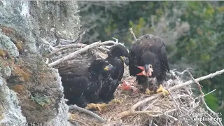 West End Eagles ~ Wingercising, Squabbles & Self Feeding! Chet Brings A Fish! 🐟 5.3.24