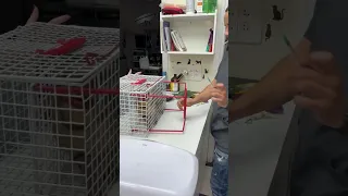 Veterinarian shows how to deal with angry and uncooperative cat