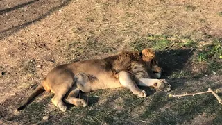 В вольере вожака Чука все спокойно!