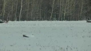 24.02.2019 г. 3-й заезд 3-х лет орловской породы