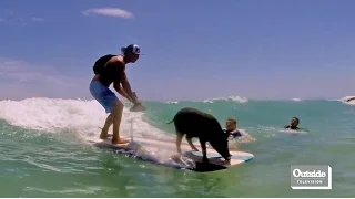 Kama the Surfing Pig