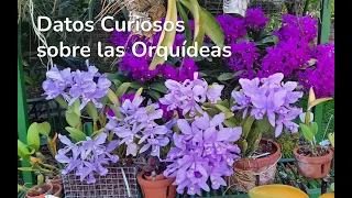 Datos Curiosos sobre las Orquídeas